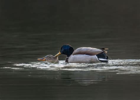 How Do Ducks Mate The Happy Chicken Coop