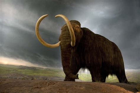 Can We Grow Woolly Mammoths In The Lab George Church Hopes So New