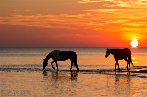 Jazda konno po plaży JeyJey Gdańsk Sopot Gdynia