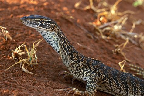 Sand Goanna Bon Bon Fauna · Inaturalist