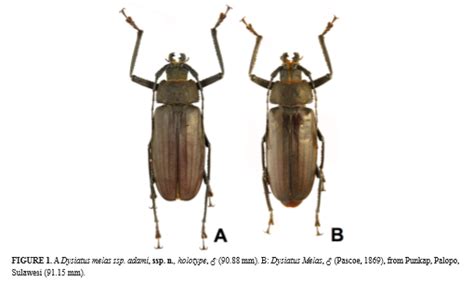 The Coleopterists Society On Twitter Literaturenotice Missori