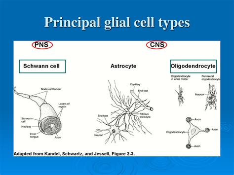 Nervous Tissue Neurons And Glial Cells Ppt Download