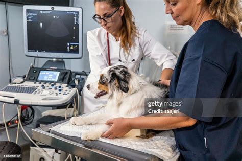 Veterinary Physical Exam Of Dogs High Res Stock Photo Getty Images