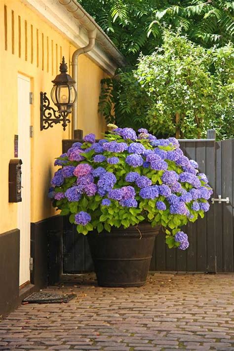 Gorgeous Shrubs For Containers Garden Lovers Club