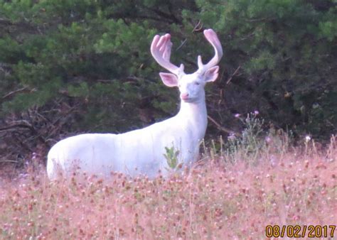 Pin By Natalie Boyer On Funny Albino Animals Pretty Animals Albino Deer