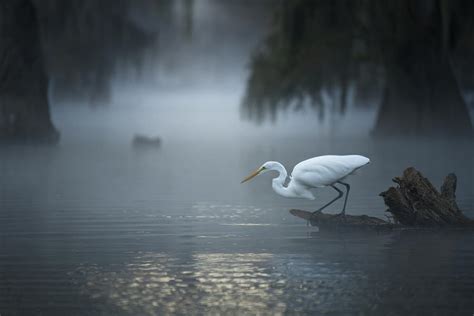 Dark Swamp Photograph By Ana Amtmann Fine Art America