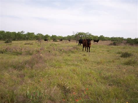 Mustang Ranch | Chip Cole & Associates, Ranch Brokers