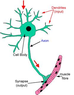 Nerves: The Histology Guide