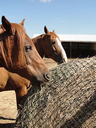 Using hay in horse diets | UMN Extension