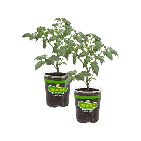 Bonnie Plants undefined at Lowes.com