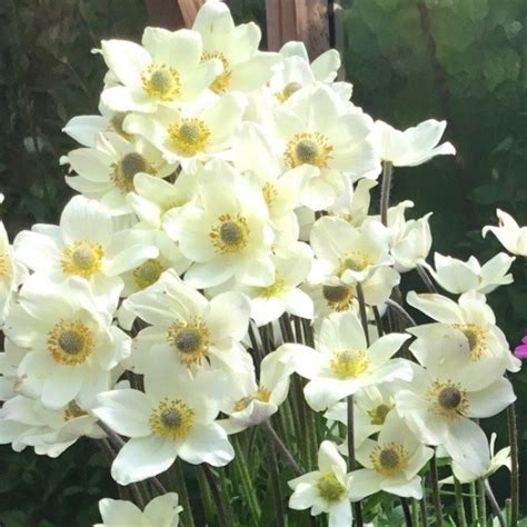 Overdevest Nurseries, LP-Anemone 'Spring Beauty White'