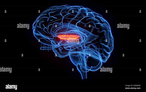 Medial globus pallidus, illustration Stock Photo - Alamy