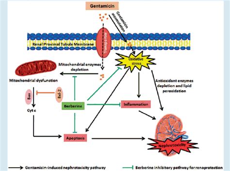 Full Article Ameliorative Effect Of Berberine Against Gentamicin