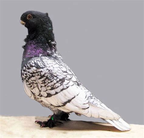 Ladies And Gentlemen Worlds Most Beautiful Pigeon Breeds 34 Pics