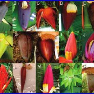 Male bract colors of wild bananas in Thailand. (A) Musa acuminata... | Download Scientific Diagram