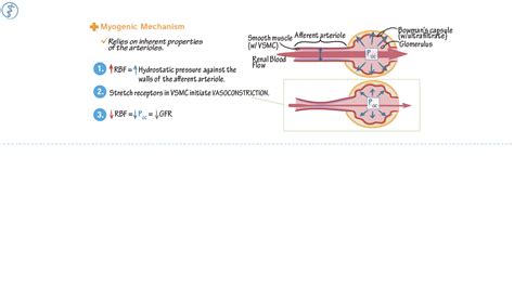 South College A&P II: Myogenic regulation of GFR | ditki medical ...