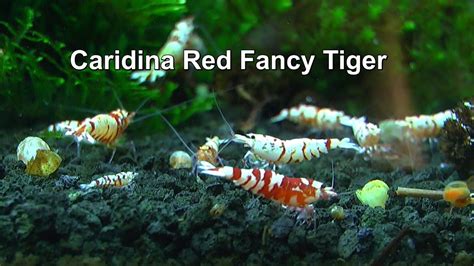 Caridina Red Fancy Tiger Mehr Eier Und Bl Tter Geerntet Vom Walnussbaum