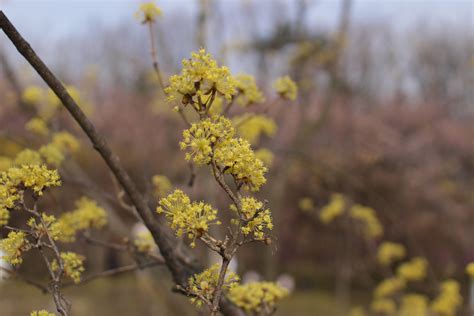 Free Images Tree Nature Branch Plant Sunlight Leaf Flower Food