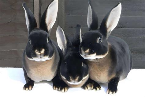 Black Otter Rex Rabbits: Appearance, Lifespan, Temperament, Care Sheet