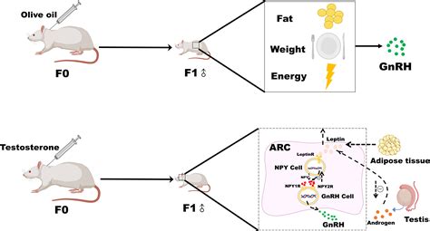 Frontiers Mechanism Of Leptin NPY On The Onset Of Puberty In Male