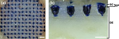 A Optical Image Of The Porcine Skin Surface After Administration And