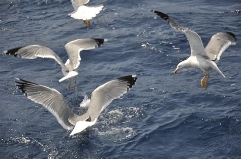 Free Images Nature Ocean Wing Pen Animal Seabird Beak Freedom