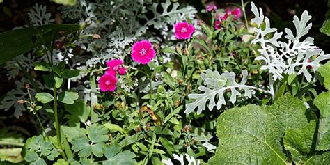 File:Dianthus cultivar at Boreham, Essex, England.jpg - Wikimedia Commons