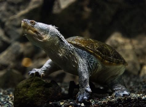 Feeding Your Musk Turtle Essential Diet Tips Every Beginner Should