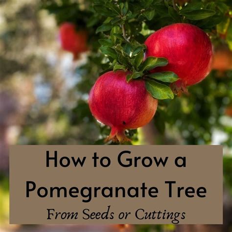 How to Grow Pomegranate Trees From Seeds or Cuttings - Dengarden