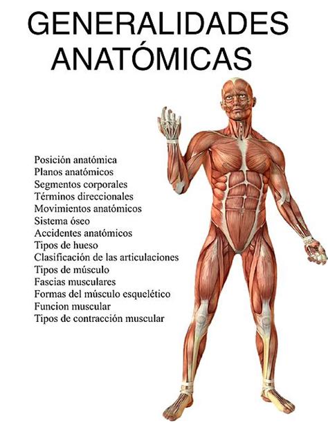 Generalidades Anatómicas Anatomía Medicina humana uDocz