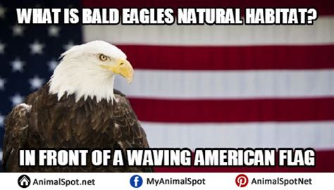 Bald Eagle From The Front Meme Meme Walls