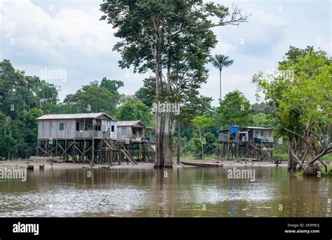 In village along Amazon river, houses are built on high posts to avoid ...