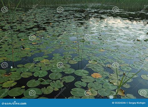 Lily Pads At The Pond Stock Photo Image Of Pads Flower 55324246