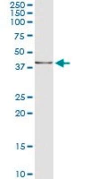 Dioxabicyclo Non Ene Dione Aldrichcpr Sigma Aldrich