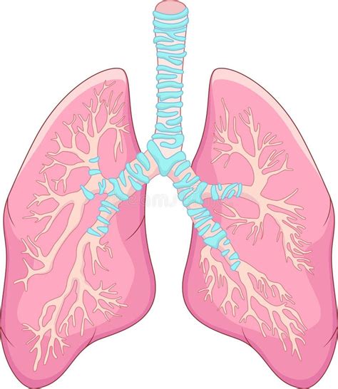 Human Lung Anatomy Stock Vector Illustration Of Isolated 33923528