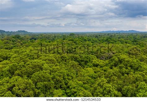 Aerial Drone View Tree Canopy Dense Stock Photo 1214534533 | Shutterstock