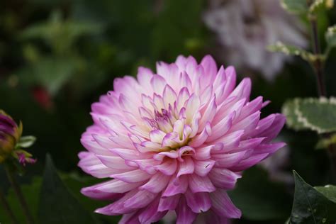 Free Images Nature Flower Petal Botany Garden Flora Dahlia