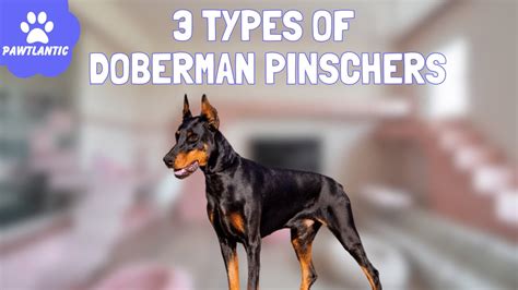 Exploring The Three Types Of Doberman Pinschers Unveiling Their Unique