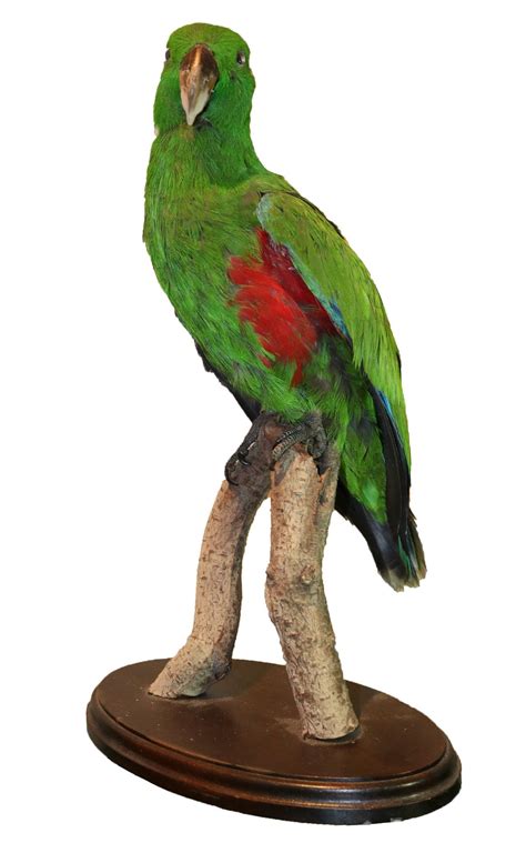 Eclectus Parrot Parrot Taxidermy Antique And Modern