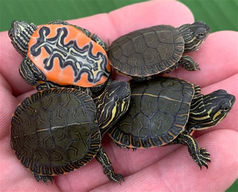 Western Painted Turtle Babies