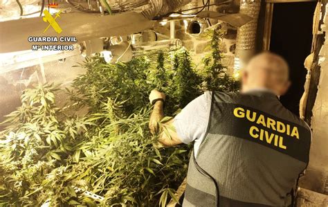 La Guardia Civil Desmantela Una Plantaci N De Marihuana En Vi Rnoles