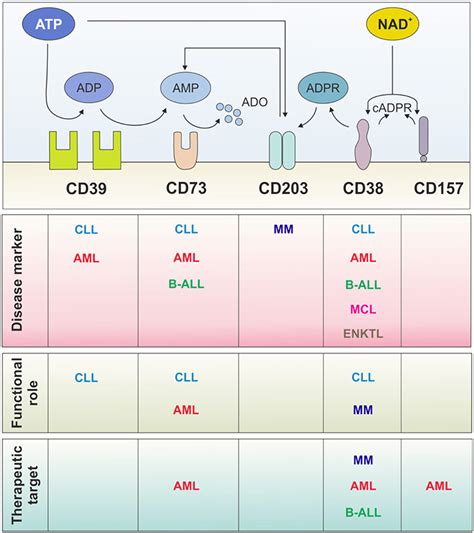 Frontiers Ectonucleotidases In Blood Malignancies A Tale Of Surface