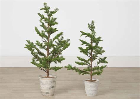 Evergreen Tree Potted | Urban Barn