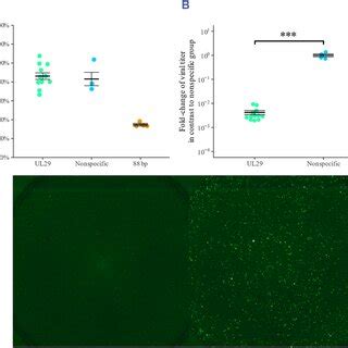 A Viability Of U373 MG Cells After SiRNA Swarm Transfection Cells