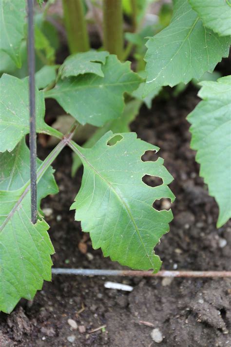 6 Ways To Control Garden Slugs And Snails Longfield Gardens