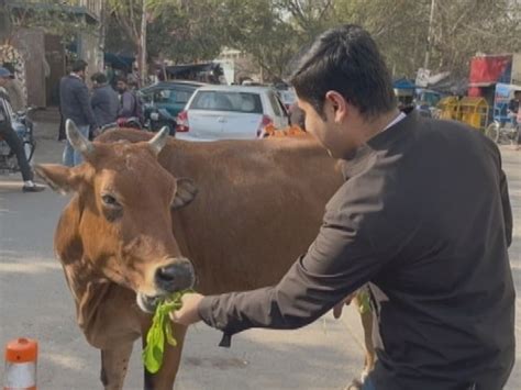 Cow Hug Day Latest News Photos Videos On Cow Hug Day Ndtvcom