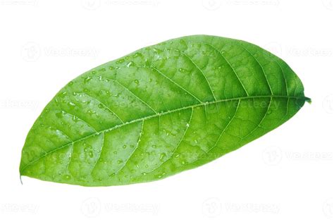 Green leaves isolated on white background. 21867084 Stock Photo at Vecteezy