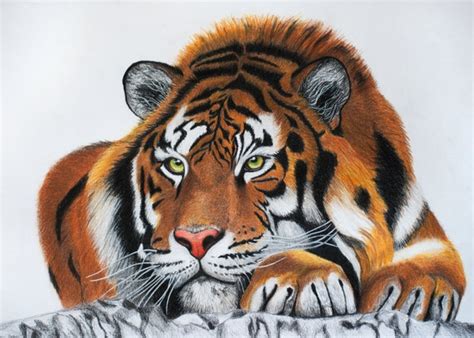 Items similar to Tiger Drawing. Colored pencils drawing. Original tiger drawing. Tiger drawing ...