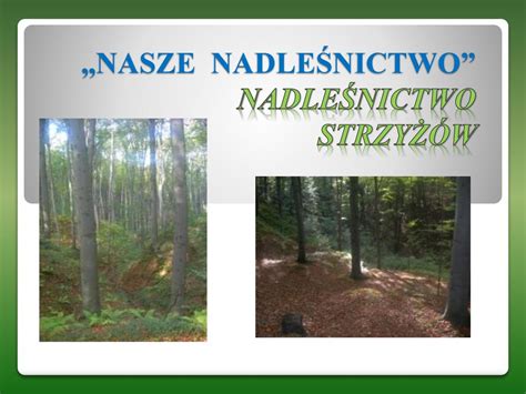 Nasze Nadle Nictwo Nadle Nictwo Strzy W Ppt Pobierz