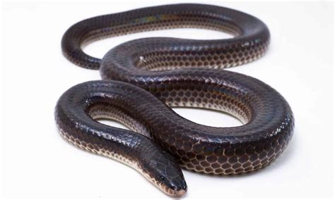 Sunbeam Snake Quiz What Do You Know A Z Animals